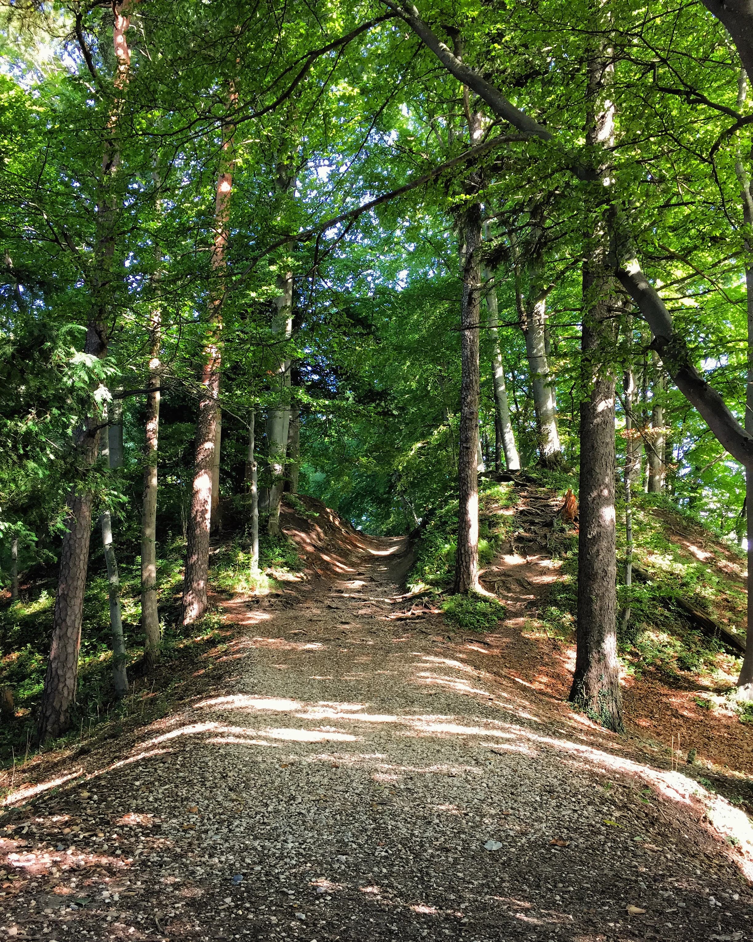 Wanderweg auf dem Uetliberg
